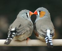10-surprising-bird-mating-rituals-youve-never-heard-of-8.jpg