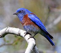 Rose-Crested Blue Pipet