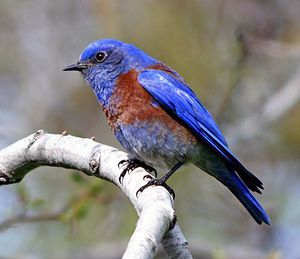 Rose-Crested Blue Pipet