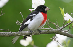 ShuozhangRosebreastedgrosbeak.jpg