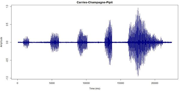 Nevil Carries-Champagne-Pipit.JPG