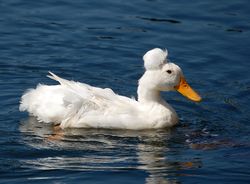 White duck.jpg