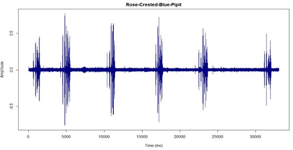 Nevil Rose-Crested-Blue-Pipit.JPG