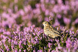 American Pipit b57-13-007 V.jpg