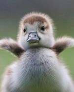 Shadiao duck.jpg