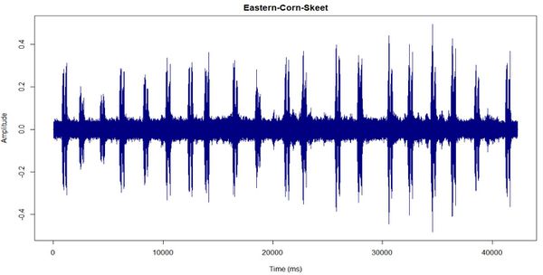 Nevil Eastern-Corn-Skeet.JPG