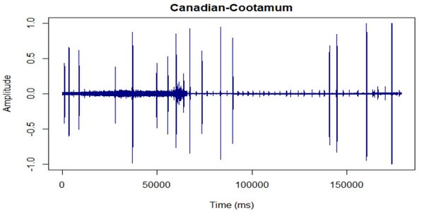 Nevil Canadian-Cootamum.JPG