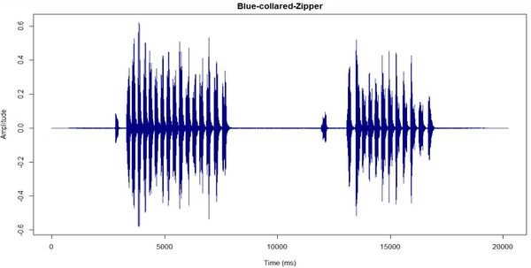 Nevil Blue-collared-Zipper.JPG