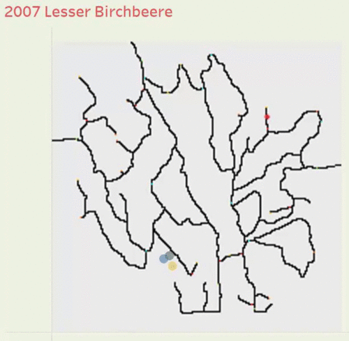 Lesser Birchbeere.gif
