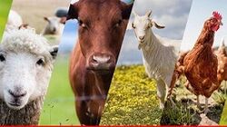 https://www.zimbabwesituation.com/news/manicaland-tops-in-livestock-production/